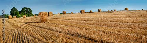 panoramic view of Yellow straw bales of hay in the stubble field at summertime
