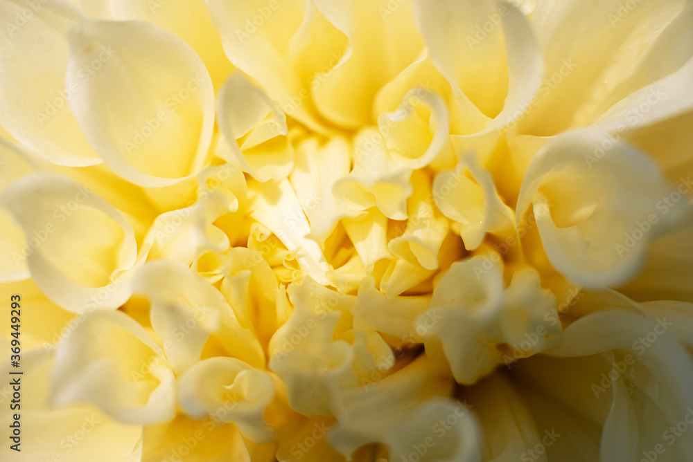 Dahlia. white large summer flower in the garden. gardening Dahlia. white large summer flower in the garden. gardening
