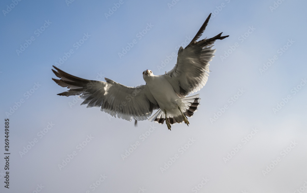 Fototapeta premium Flying seagulls over blue sky.