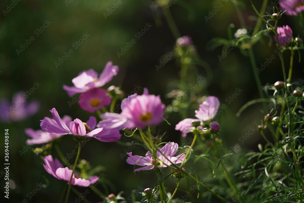 Fototapeta premium Light Pink Flower of Cosmos in Full Bloom 