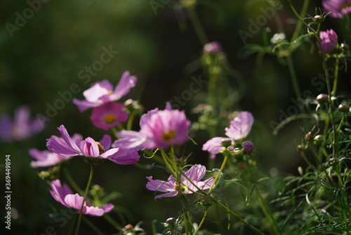 Light Pink Flower of Cosmos in Full Bloom  © MasterChefNobu