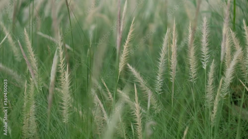 grass flower, nature field background
grass flower, nature field background