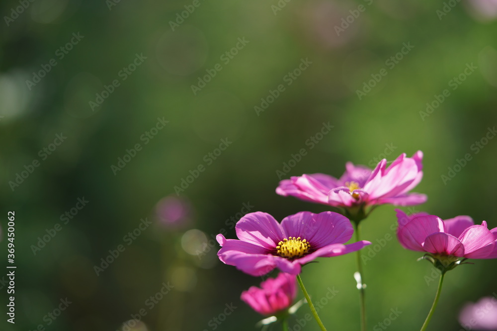 Light Pink Flower of Cosmos in Full Bloom
