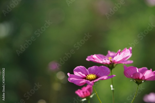 Light Pink Flower of Cosmos in Full Bloom
