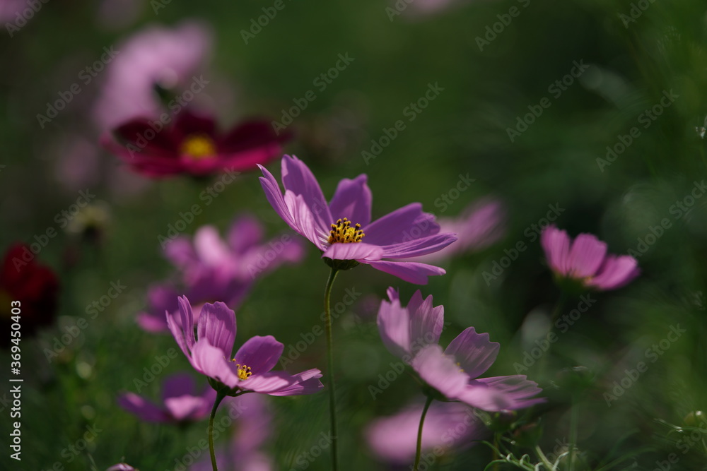 Light Pink Flower of Cosmos in Full Bloom
