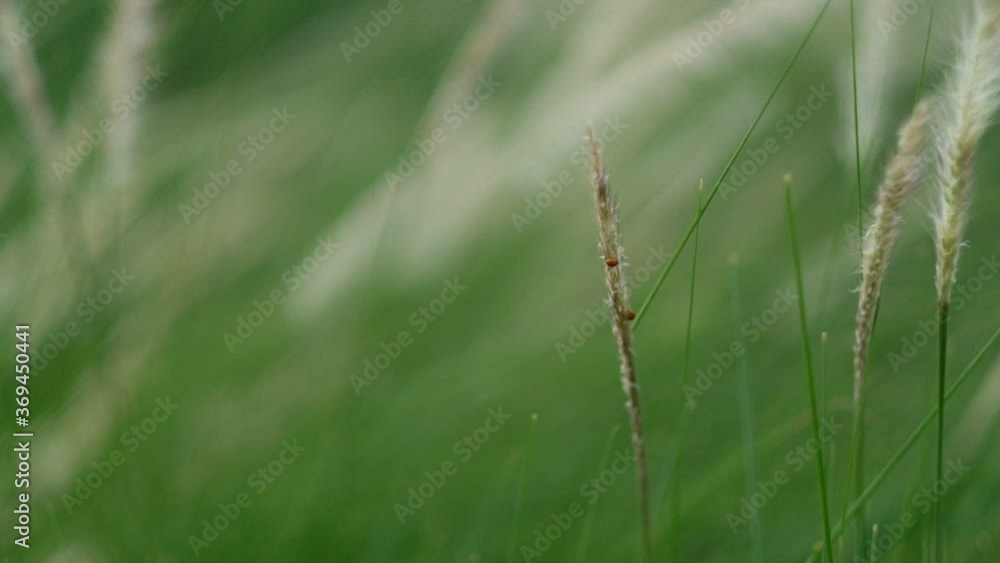 grass flower, nature field background
grass flower, nature field background
