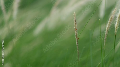 Wallpaper Mural grass flower, nature field background
 Torontodigital.ca
