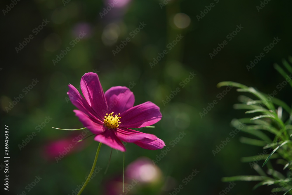 Light Purple Flower of Cosmos in Full Bloom
