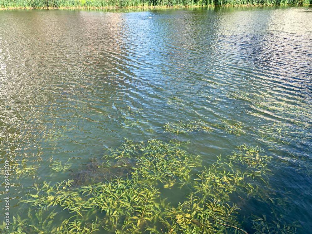 Green algae on the surface of the water. Blooming water as a background or texture. Lake on a Sunny day.