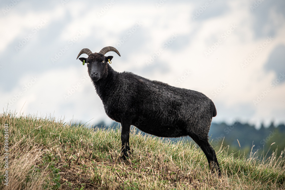 Fototapeta premium Black sheep on the hills