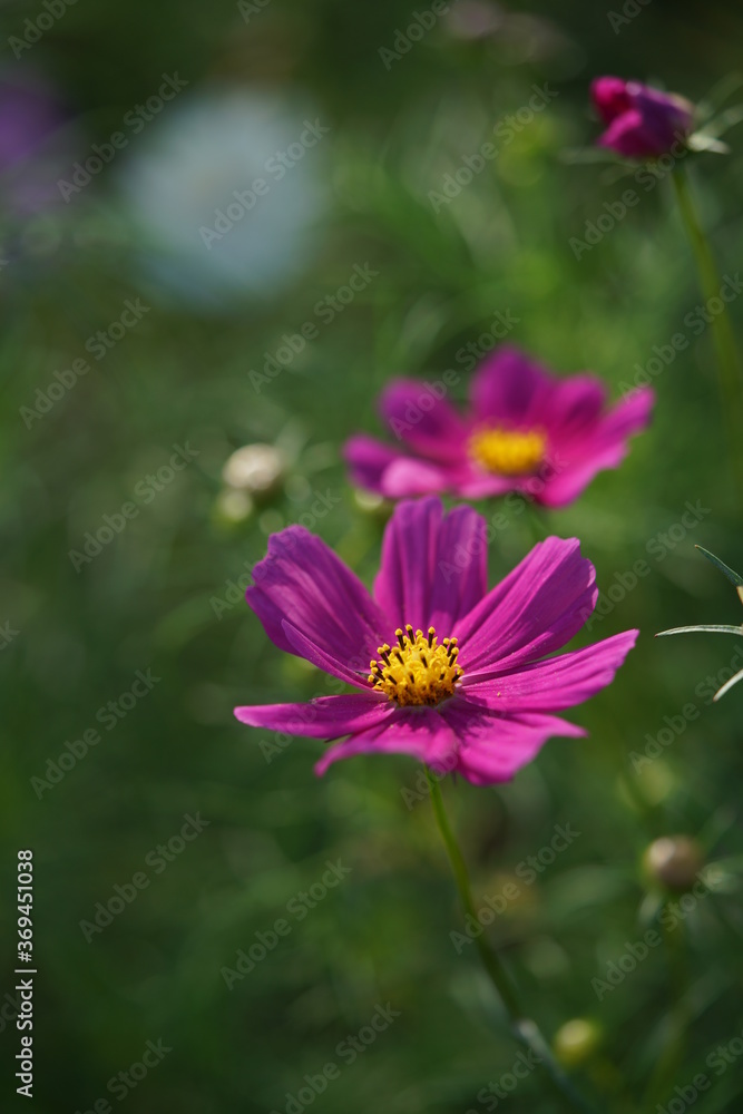 Light Purple Flower of Cosmos in Full Bloom
Light Purple Flower of Cosmos in Full Bloom
