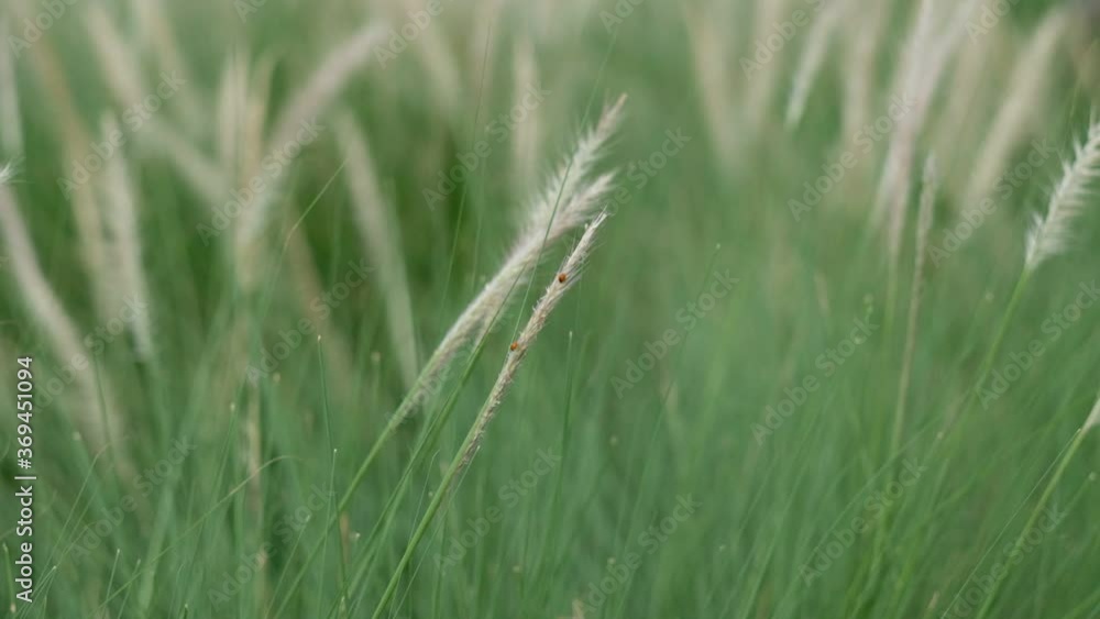 grass flower, nature field background
grass flower, nature field background