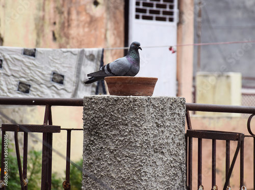 An Indian Pigeon sitting near her Mud Bowl