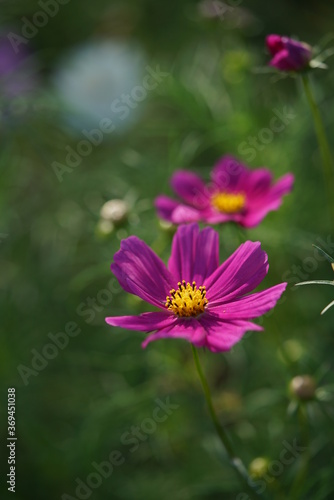 Light Purple Flower of Cosmos in Full Bloom  © MasterChefNobu