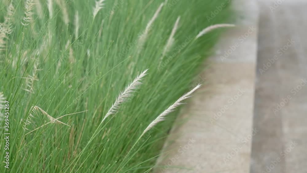 grass flower, nature field background
grass flower, nature field background