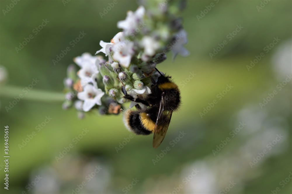 Bee on Lavender