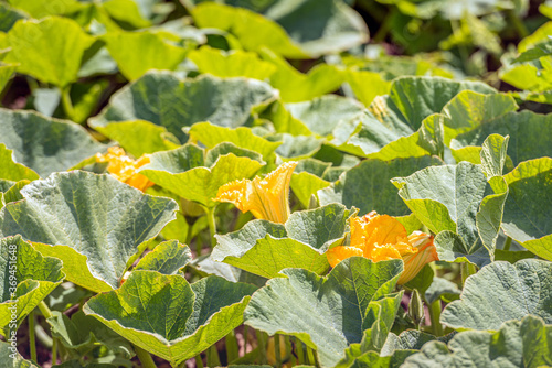 Closeup of yellow flowering pumpkin plants in the sunlight. The photo was taken on a summer day on the field of a specialized pumpkin nursery in the Netherlands.