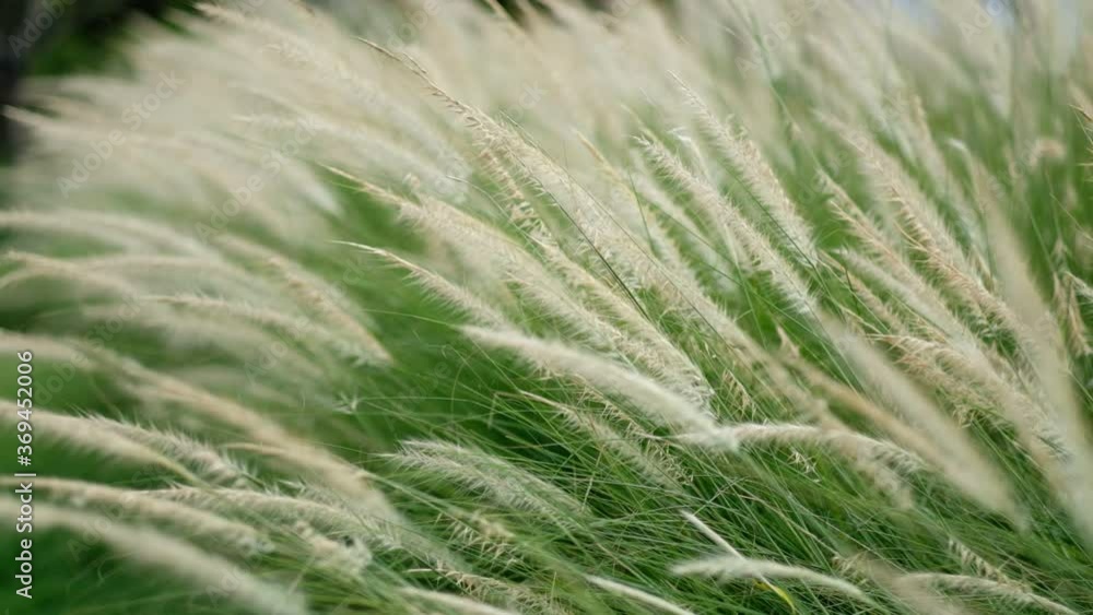 grass flower, nature field background
grass flower, nature field background