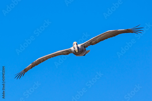 Brown Pelican with adult breeding plumage, Loreto, Baja California Sur, Mexico © Ian Kennedy