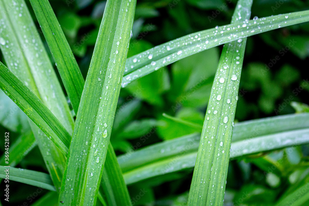geometry in nature green leafs after rain geometry in nature green leafs after rain