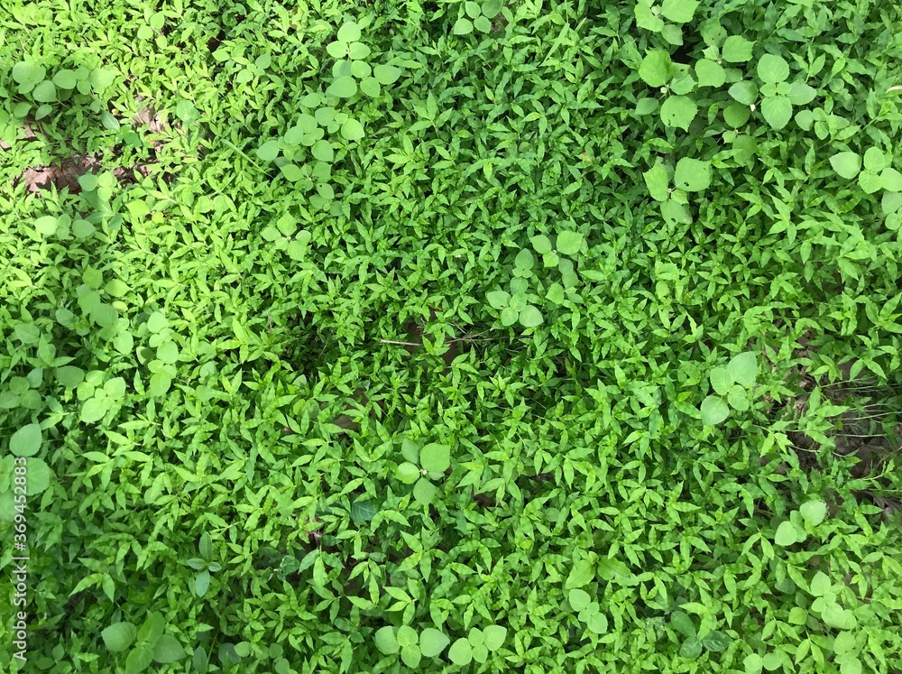 Wild grass with small herbs and shrubs Wild grass with small herbs and shrubs