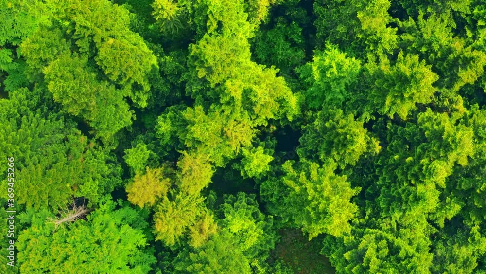 drone flies above top of green trees amazing summer deciduous forest drone flies above top of green trees amazing summer deciduous forest