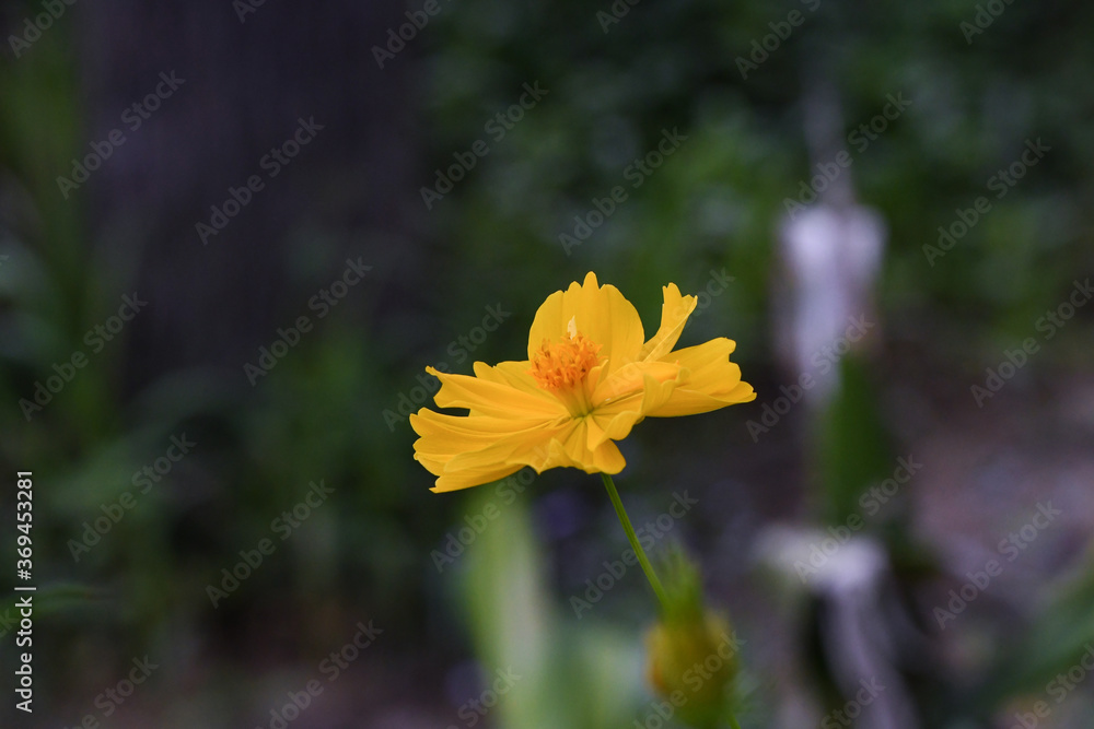 yellow flower on a green background yellow flower on a green background