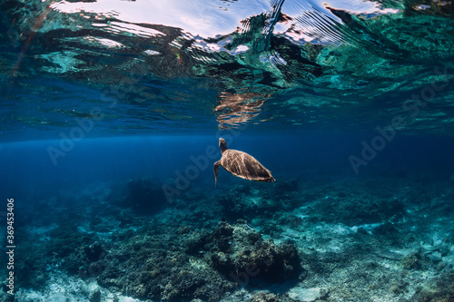 Photography Sea turtle glides underwater in transparent blue ocean.
