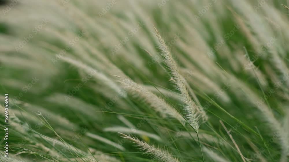 grass flower, nature field background
grass flower, nature field background