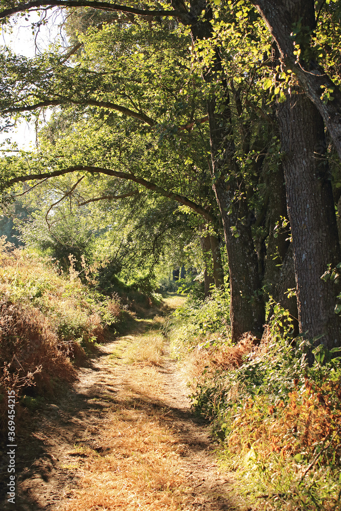 Fototapeta premium Path in the forest in a summer day