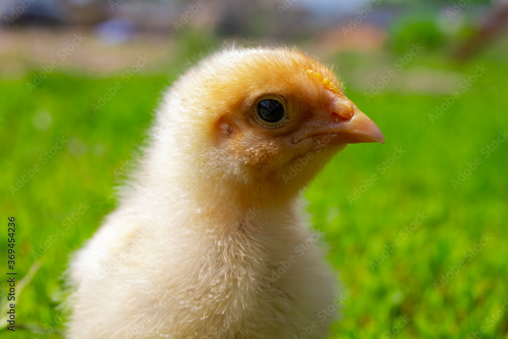 Yellow chick on green grass. Close up bird chick. Domestic chicken