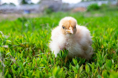 Naked neck chicken on the farm. Little yellow chicken on green grass in a field. Close up naked neck chicken. photo