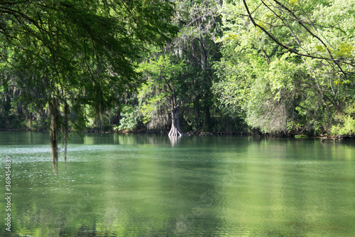 cypress trees on the Comal river in New Braunfels, Texas