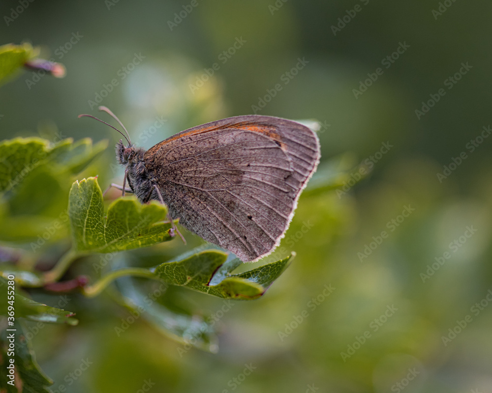 Obraz premium Meadow Brown Butterfly