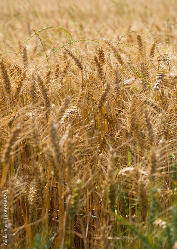 a golden wheat field in summer