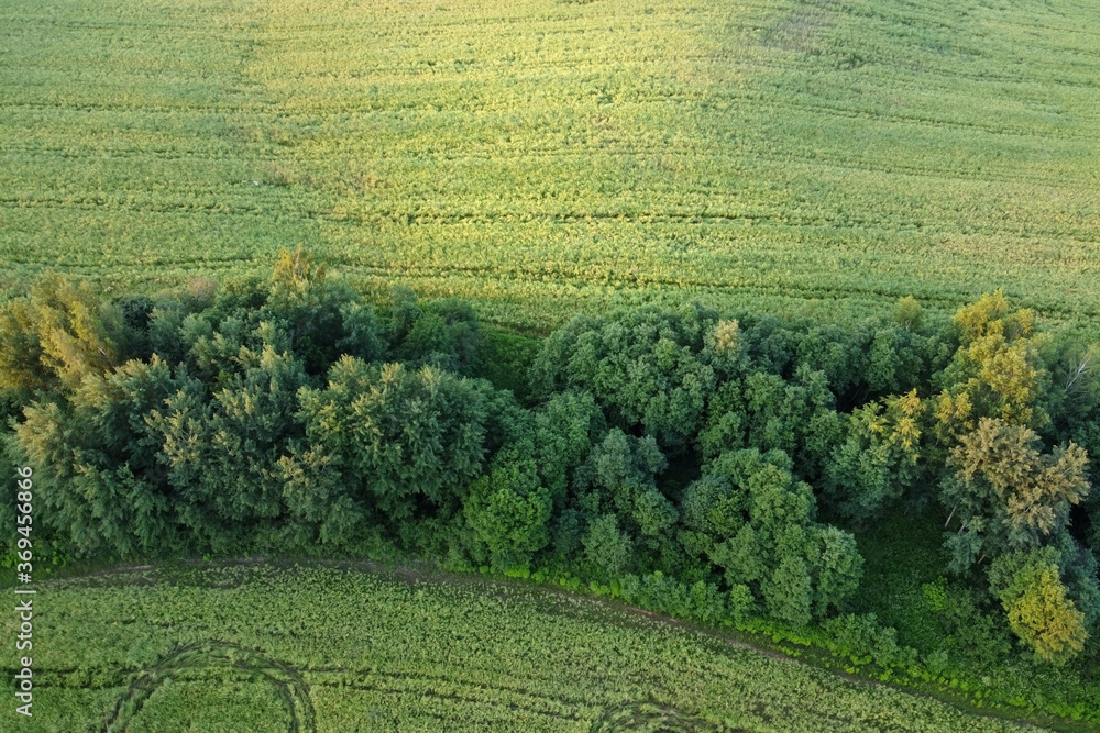 Aerial view - summer field with forest border.
