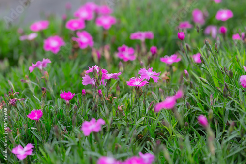 Outdoor blooming pink carnation flowers and green leaves，Dianthus chinensis L.