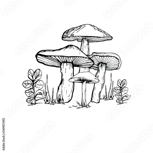 Drawing with a mushroom. Handmade graphics. Edible mushrooms and toadstools. Healthy food illustration. Autumn forest coloring pages for children and adults. for recipe, menu, label, coloring