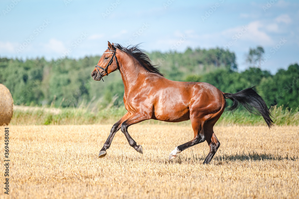 Fototapeta premium Amazing healthy brown purebred stallion running on a stubble field in summer evening. Stunning horse in motion.