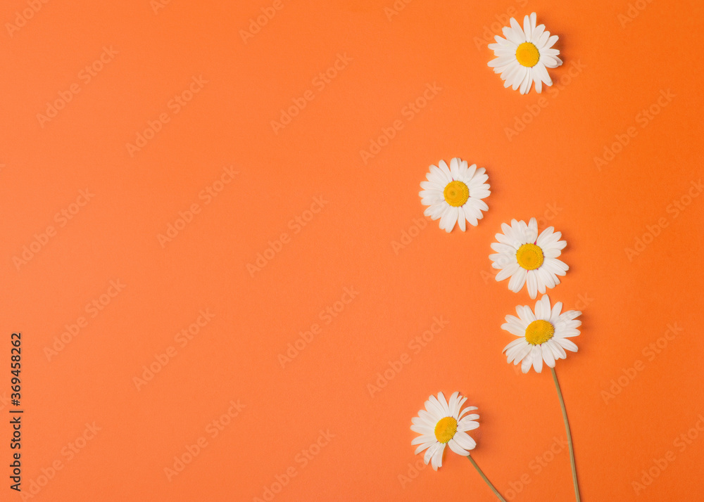 floral orange background with camomiles floral orange background with camomiles