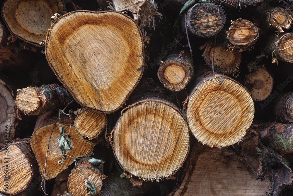 Some cross sections of a tree trunks Some cross sections of a tree trunks