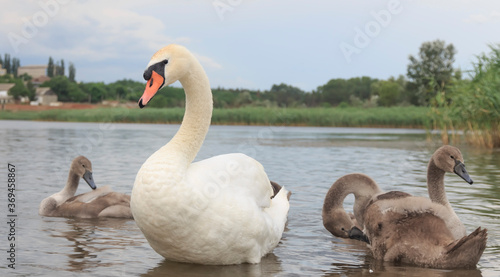 a white swan with small swans went ashore  