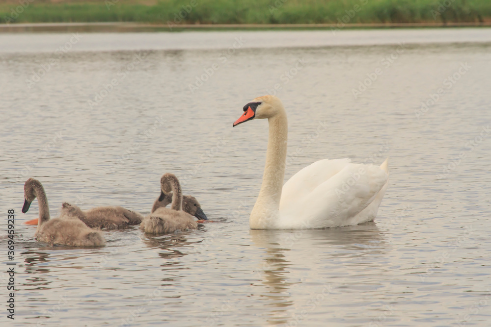 Obraz premium young swans eat bread in the water 