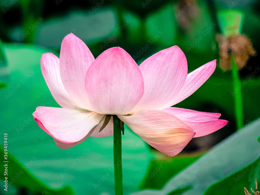 Close-up of a lotus flower. The graceful lotus blooms in the summer in the pond. The sacred flower of Buddhism.