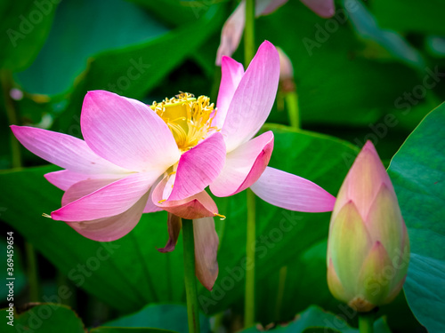 Sacred lotus flower  aquatic flower or water lilies. The sacred flower of Buddhism in natural.