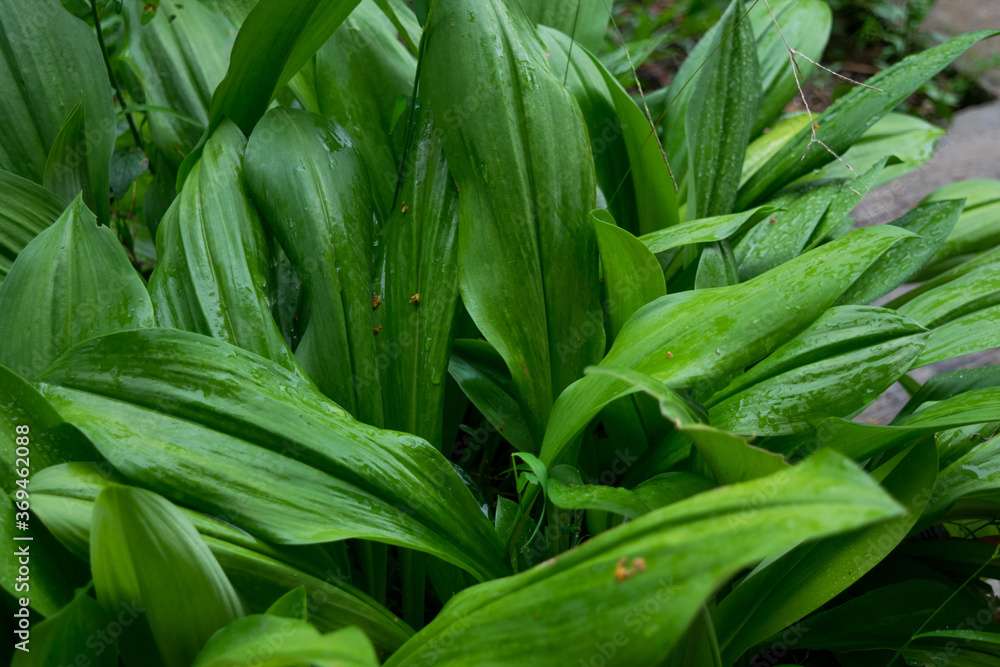 The fresh green beautiful leaves after raining The fresh green beautiful leaves after raining