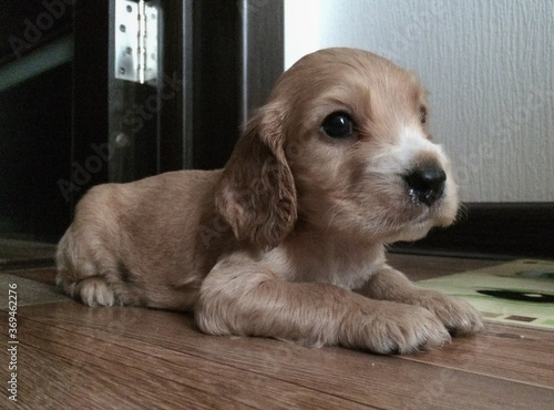little english cocker spaniel puppy lying on the floor