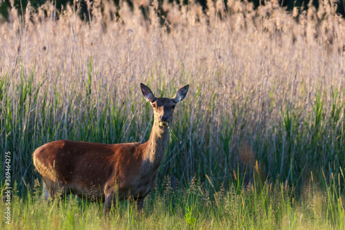 Fototapeta Naklejka Na Ścianę i Meble -  Jeleń Cervus elaphus podczas wieczornego posiłku, stado jeleni na kolacji, ostoja zwierzyny