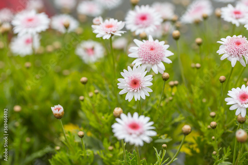 Fototapeta Naklejka Na Ścianę i Meble -  Asteraceae Chrysanthemum flowers wood outdoor blooming pink，Argyranthrmum frutescens