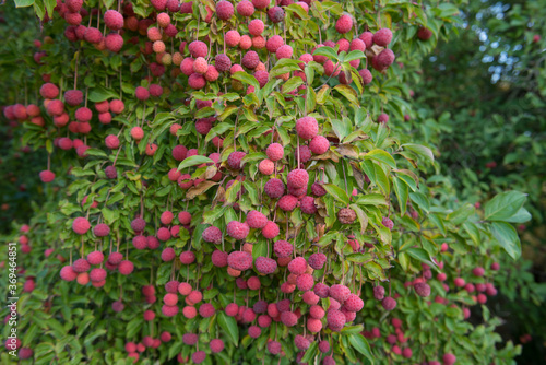 Bright Red Autumn Fruit on a Cornus kousa Tree  Flowering Dogwood  in a Country Cottage Garden